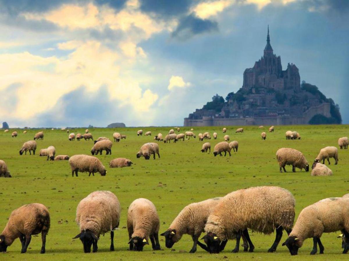 Timeo Mont Saint-michel * Pontorson